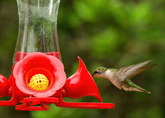 Fototapeta premium A female ruby-throated hummingbird drinking from a bird feeder