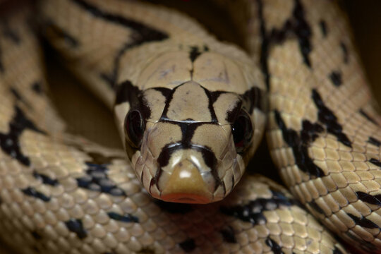 Ladder snake (Zamenis scalaris) rescued in Alicante
