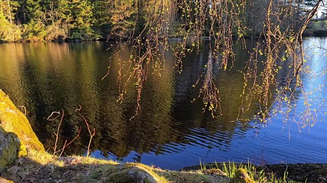 The tree branches bend towards the lake