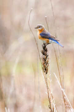 Female Eastern Bluebird on natural perch