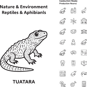 Illustration of Tuatara Reptile in Natural Habitat with Educational Icons and Production Stages