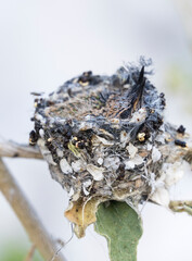 Fototapeta premium Baby Hummingbirds In A Humingbird Nest