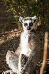 Fototapeta premium Ring Tailed Lemur Animal Portrait in Nature. Lemur Portrait Close Up in Natural Habitat. Lemur Close Up with Detailed Fur and Eyes.