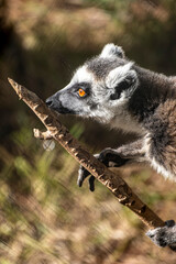 Fototapeta premium Ring Tailed Lemur Animal Portrait in Nature. Lemur Portrait Close Up in Natural Habitat. Lemur Close Up with Detailed Fur and Eyes.