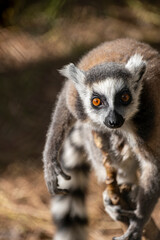 Fototapeta premium Ring Tailed Lemur Animal Portrait in Nature. Lemur Portrait Close Up in Natural Habitat. Lemur Close Up with Detailed Fur and Eyes.
