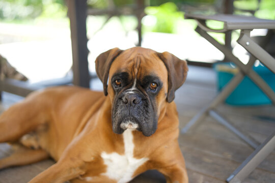 Boxer dog lying on side under a terrace table in a garden, and looking at camera.