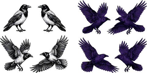 Fototapeta premium Dark Gothic Black and Purple Raven Crow Bird Collection in Standing and Flying Poses on White Background Vector Illustration Set