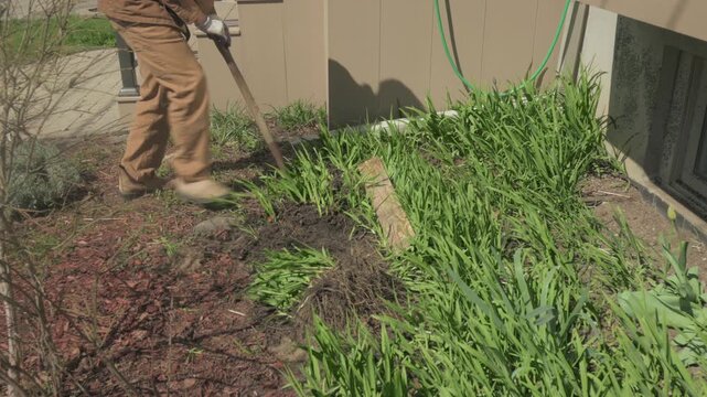 Senior man in work wear kneeling to harvest and divide iris plants from established garden bed in spring, Toronto, Canada