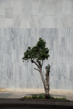 Cuba, Cienfuegos.  A stunted tree struggles for survival on the side of the street.