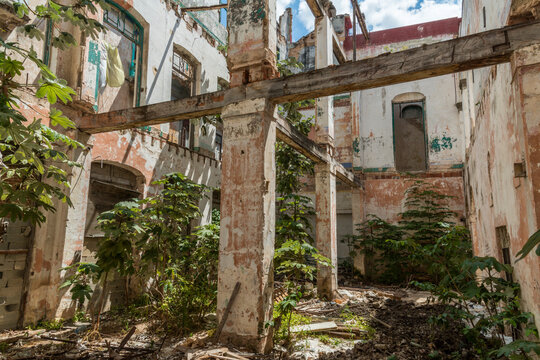 Cuba, Havana.  Weeds, shrubs and plants growing in the ruins of an old house in old Havana