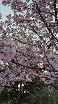 Tilt up shot of cherry blossoms and the rising sun into the sky