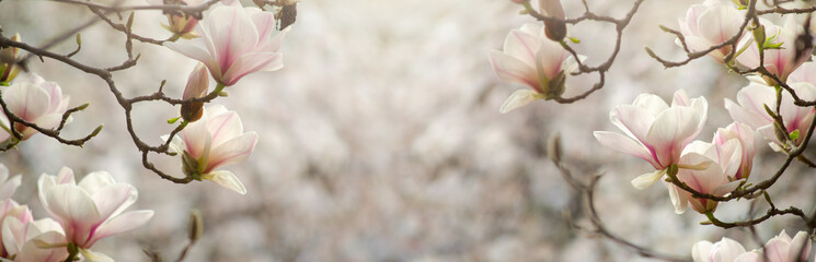 Panoramic nature landscape with magnolia flowers bloom, spring floral template background with flowering tree and empty copy space. For this photo applied toning effect. © julia_arda