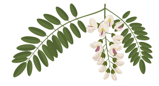 Black locust tree branch with white blossoms and pinnate leaves. Botanical vector illustration