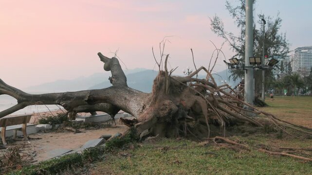 A large tree uprooted by a storm lies on a beach in Quy Nhon, Binh Dinh, Vietnam. The storm caused significant damage to the coastal area, leaving debris scattered.
