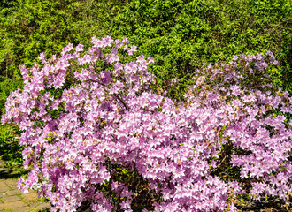 Naklejka premium A picturesque public park and botanical garden.