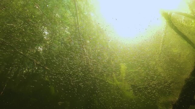 Low angle under sunlit largemouth bass Micropterus salmoides fry as the guarding male appears and comes face camera. Visit my portfolio to discover the other clips from this scene.