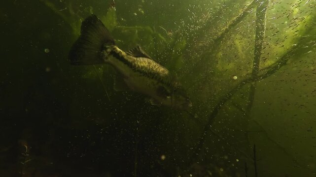 Male largemouth bass Micropterus salmoides gliding through a tight school of freshly hatched fry above the nest in a shallow lake. Visit my portfolio to discover the other clips from this scene.