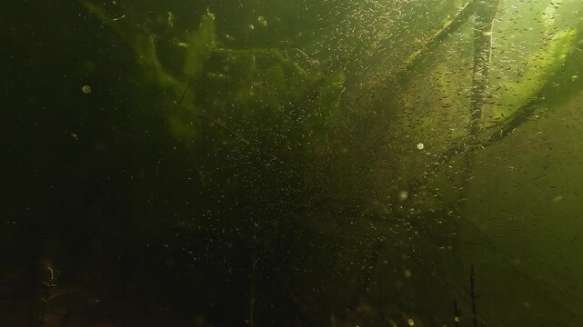 largemouth bass, black bass, achigan, Micropterus salmoides, centrarchidae, perciformes, fish, freshwater fish, underwater, lake, shallow lake, male, father, fry, alevins, hatchlings, offspring, brood