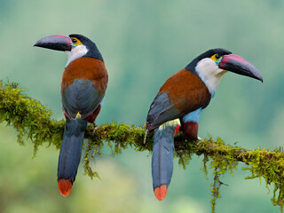 Obraz premium Pair of Black-billed Mountain-Toucans Perched on Mossy Branch in Colombian Cloud Forest