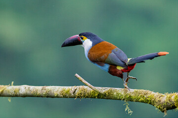 Obraz premium Black-billed Mountain-Toucan Perched on Mossy Branch in Colombian Forest