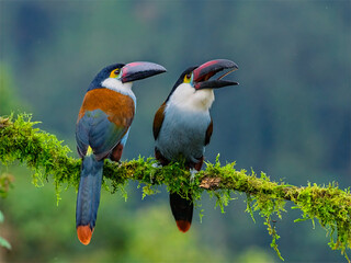 Obraz premium Pair of Black-billed Mountain-Toucans Perched on Mossy Branch in Colombian Cloud Forest