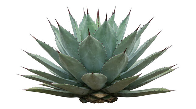 Agave Succulent Plant Isolated PNG with Transparent Background