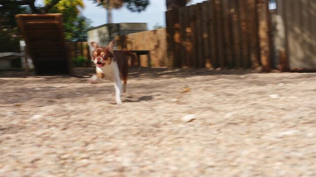 Brown and white small dog running at full speed toward camera across gravel ground in enclosed dog park with wooden fence, slow motion capture, sunny day
