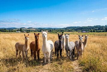Fototapeta premium Fluffy alpacas of various colors standing in a sunny golden hayfield