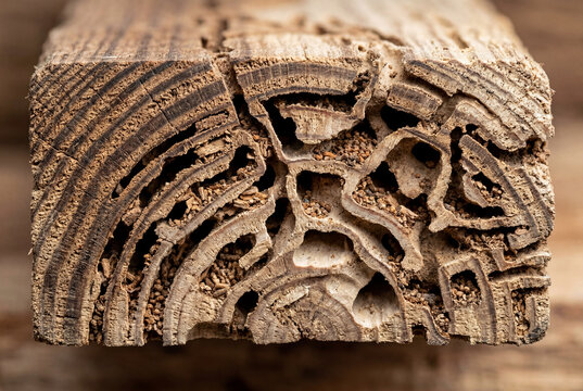 Close up of intricate termite tunnels in a wood section