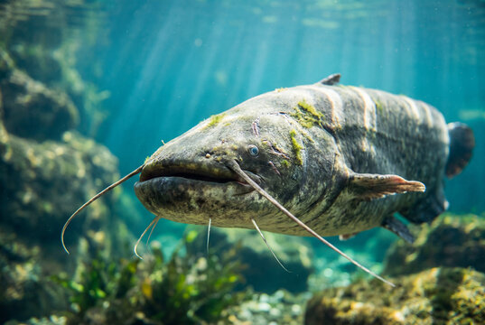 Large ancient catfish swimming gracefully in clear blue green water habitat