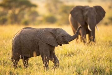 Fototapeta premium Playful baby elephant raising trunk in golden grass