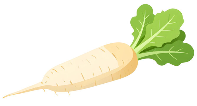 daikon radish isolated, white root vegetable, fresh winter radish, organic daikon produce, healthy farm vegetable, natural food ingredient, asian cooking vegetable, vegan kitchen ingredient, fresh mar