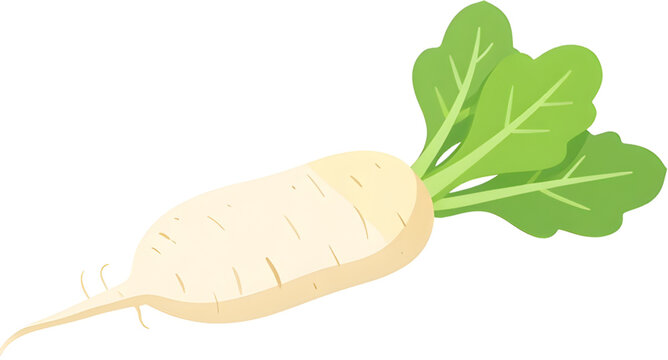 daikon radish isolated, white root vegetable, fresh winter radish, organic daikon produce, healthy farm vegetable, natural food ingredient, asian cooking vegetable, vegan kitchen ingredient, fresh mar