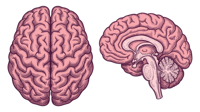 Top-down and sagittal views of the human brain, illustrating its complex structure and convolutions.