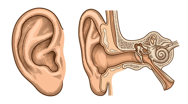 Anatomical illustration of the human ear, showing the external structure and a cross-section of the inner ear with its intricate components.