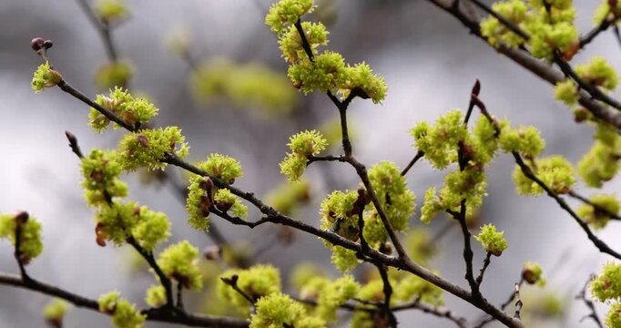 春の山をダンコウバイの鮮やかな花が飾る
