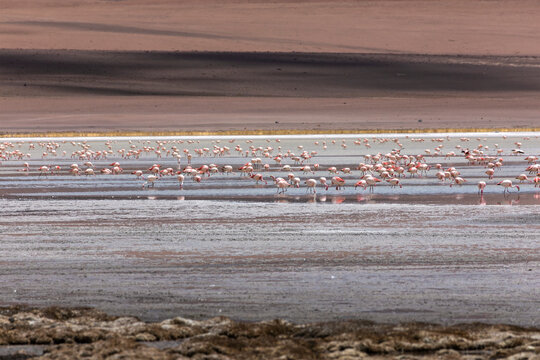 Massive Flamingo Flock Feeding Across Shallow Salt Lake, Bolivian Altiplano