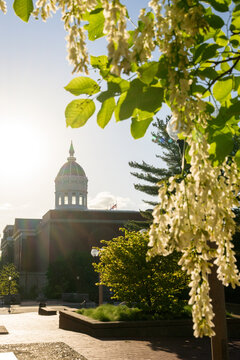 Flowering black locust tree with white blossoms in sun with Jesse Hall in Columbia Missouri