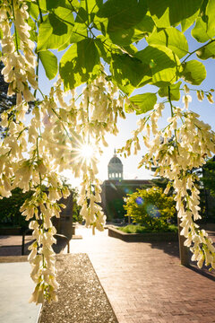 Flowering black locust tree with white blossoms in sun with Jesse Hall in Columbia Missouri