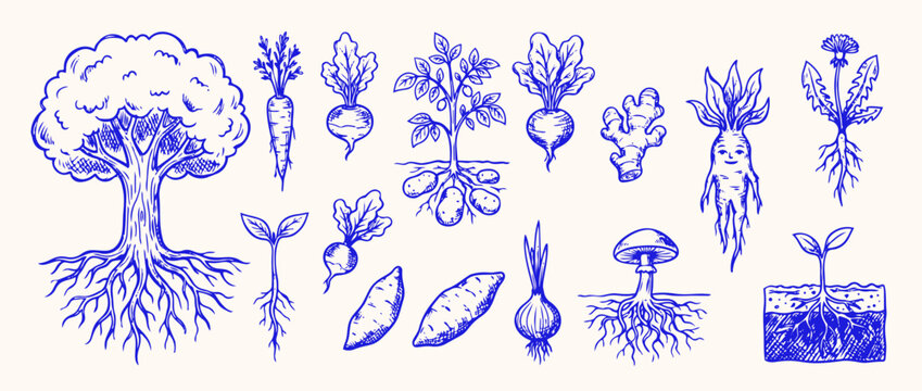 Nature's Bounty: An illustrative portrayal of various root vegetables, trees, and fungi, showcasing the diverse beauty of nature.