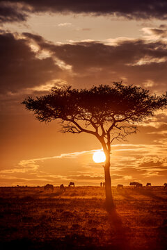 Sunset, Wildebeest