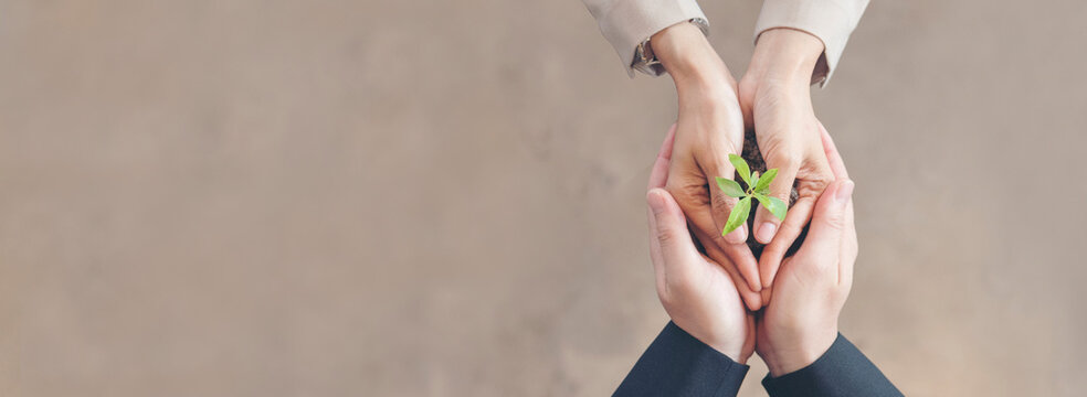 Banner Green business hands partners holding small tree plant eco company. Hand together trust mission team green hands stacked. Banner sustainable collaborate business green company with copy space