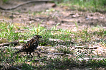 Fototapeta premium Female Red-Winged Blackbird