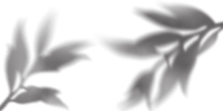 Tree Leaf Plant Shadow Overlay on White Wall. Realistic Nature Background with Sun Light Effect. Summer Foliage Reflection. Tree Branches with Leaves Shadow Gradation Pattern.