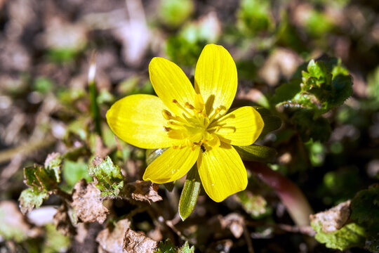 Close-up of a blooming yellow aconite flower in a meadow in spring