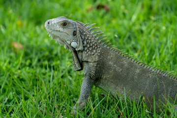 Fototapeta premium Close-up of a green iguana on even greener grass