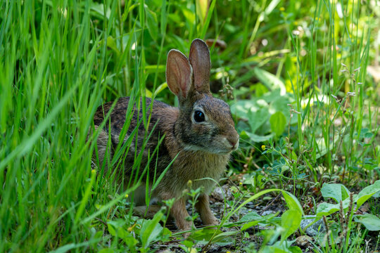Occoquan wildlife refuge - alert rabbit peeking out from behind tall grasses