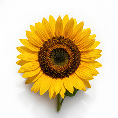 Fototapeta premium Vibrant sunflower head isolated on a clean white background closeup shot.