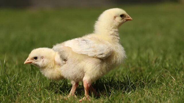 Cute baby chicks on green grass outdoors