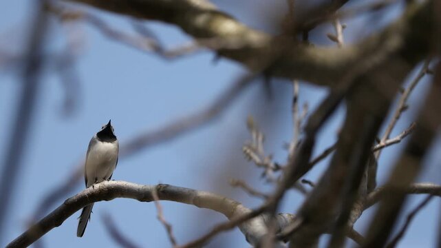 Beautiful wagtail bird on tree against blue sky, low angle view